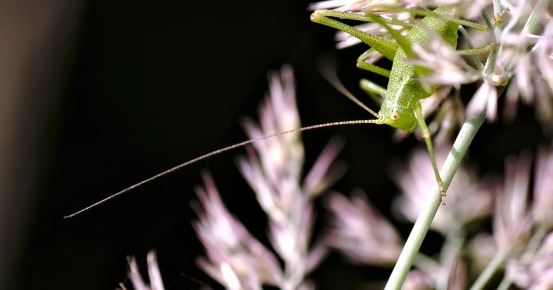 Comment arrêter les piqûres selon l'insecte identifié