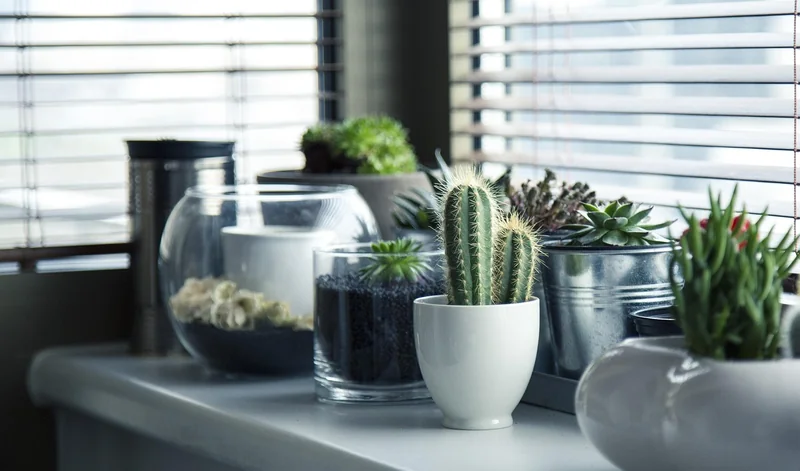 Le végétal stratégique pour un balcon qui respire