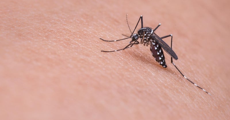 Démangeaisons nocturnes : quels insectes piquent la nuit et comment les reconnaître