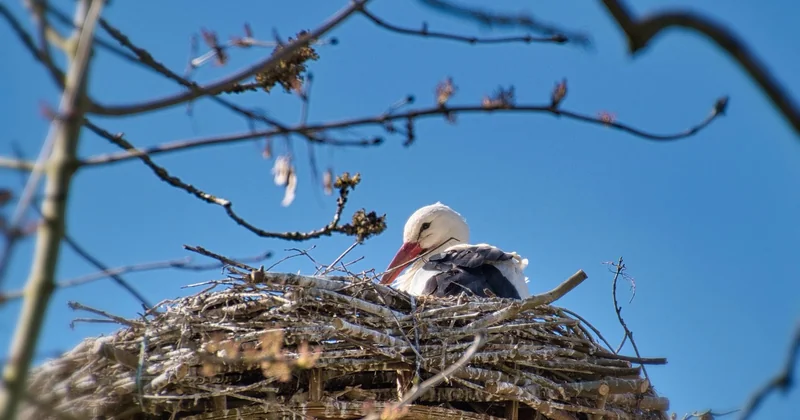 Une piste oubliée : les nids d'oiseaux ou de rongeurs