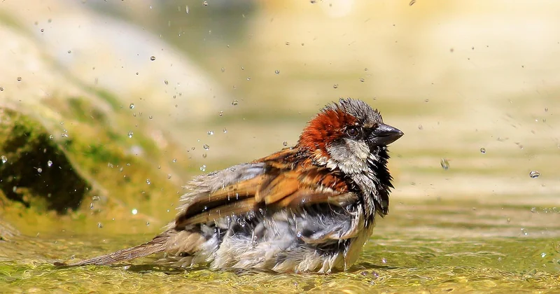 Le receveur de douche : le vrai test technique