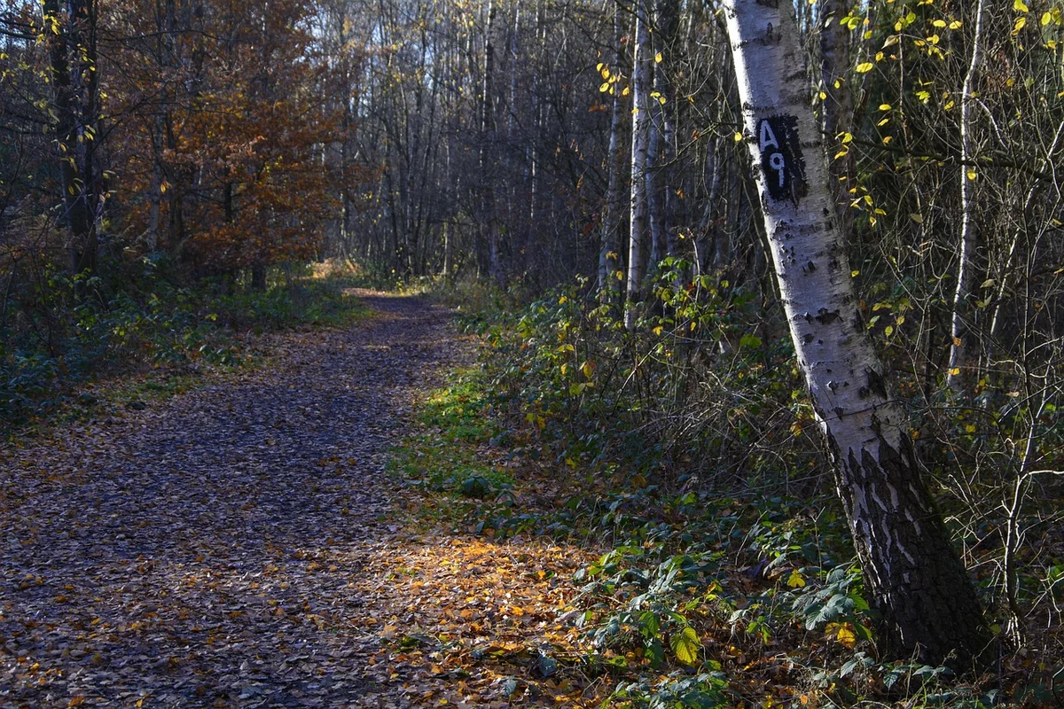 2. Choisir son bois en 2026 : oublier le pin traité classique ?
