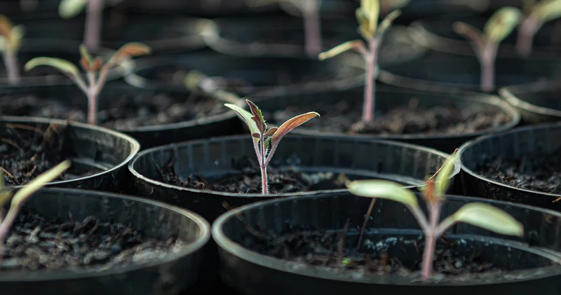Le mélange terreux : l'or noir du jardinier avisé