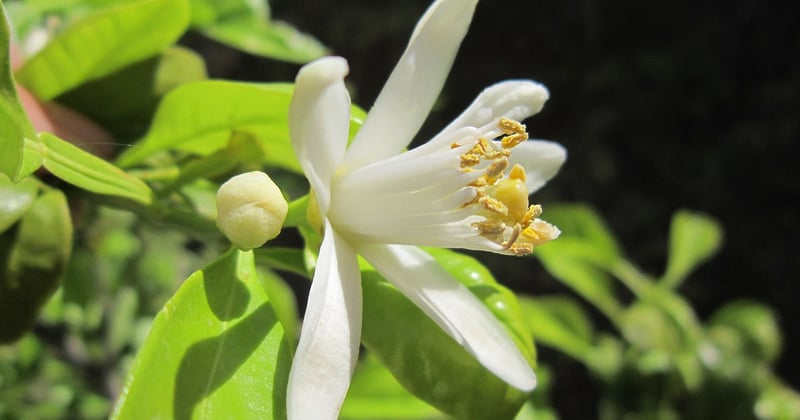 Citronnier malade ? Photos des maladies et traitements efficaces