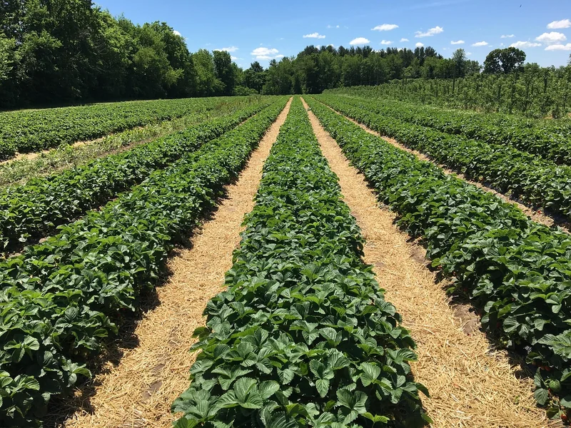 Les étapes de croissance d’un fraisier, de la germination à la récolte