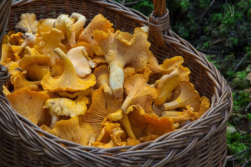 Où et quand cueillir le bolet jaune ?