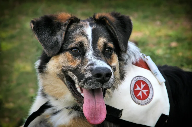 Quelle est la fiabilité de la détection canine des punaises de lit ?