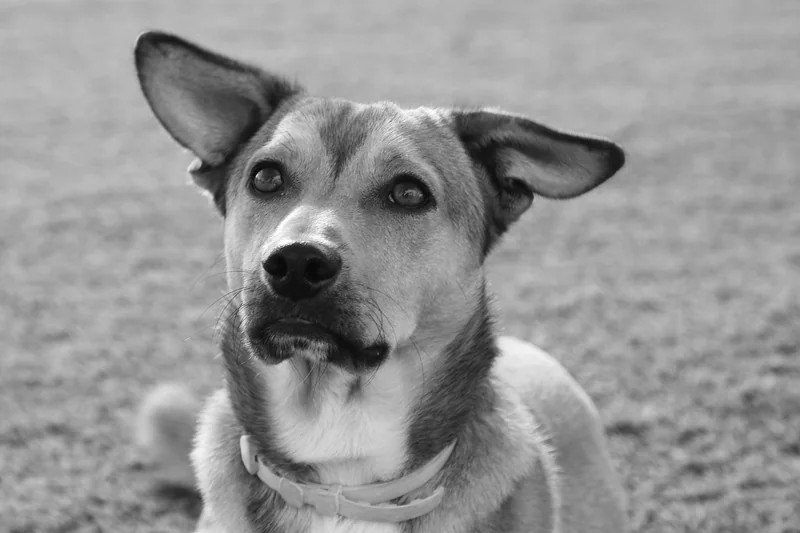 Quels sont les avis sur la détection canine des punaises de lit ?