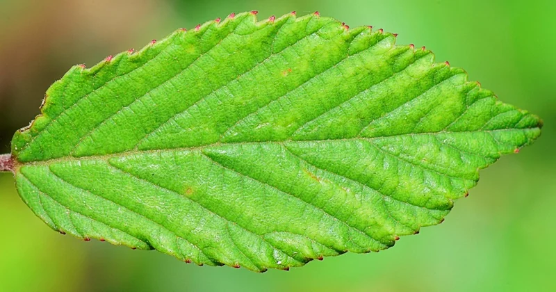 Punaise de lit morte : que signifie une découverte sans insecte vivant ?