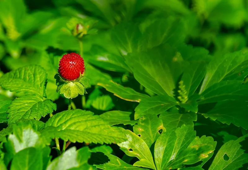 Les erreurs que j’ai faites en pensant que la fraise poussait comme une tomate
